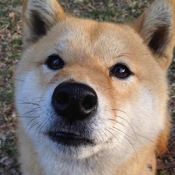 开云体育app-CBA外援依赖是否压缩本土后备空间，cba外援到位情况