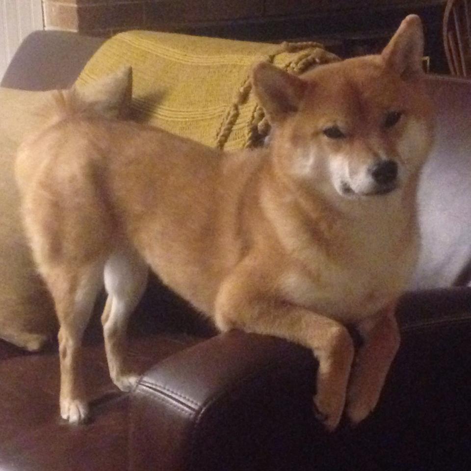 开云体育链接-五大联赛双中锋战术是否正逐渐重回主流视野，五大联赛最强中场