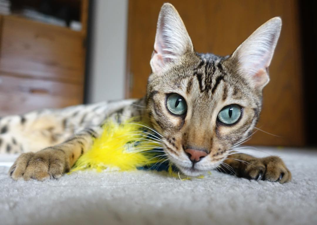 开云体育链接-五大联赛双中锋战术是否正逐渐重回主流视野，五大联赛最强中场