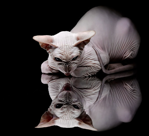 开云体育app官网-体育新闻中心推动体育新媒体多渠道融合发展战略，体育移动新媒体