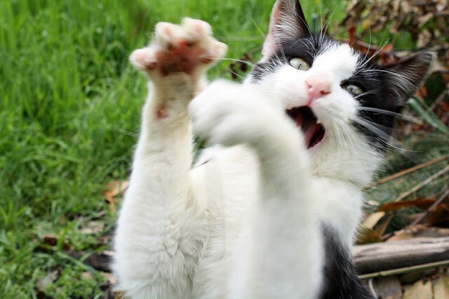 开运体育电脑版-职业球员缺乏退役职业转换机制,职业球员退役后生活