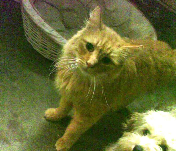 kaiyun开云体育-蝶泳起跳时间均值对比:中澳居前,蝶泳时机