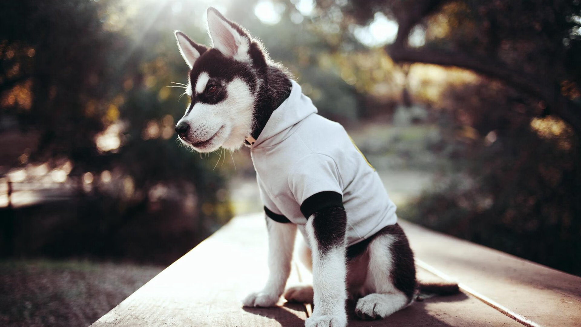 开云体育网站-乔·莫伊：稳定的scrum技术让全黑队在对抗中占得先机，攻防无缝连接